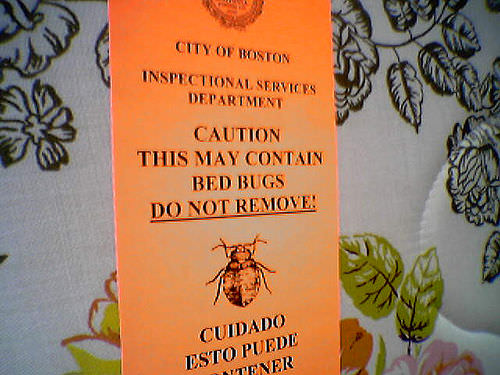 Be Careful About Bed Bugs When You Travel! - Intrastate Services