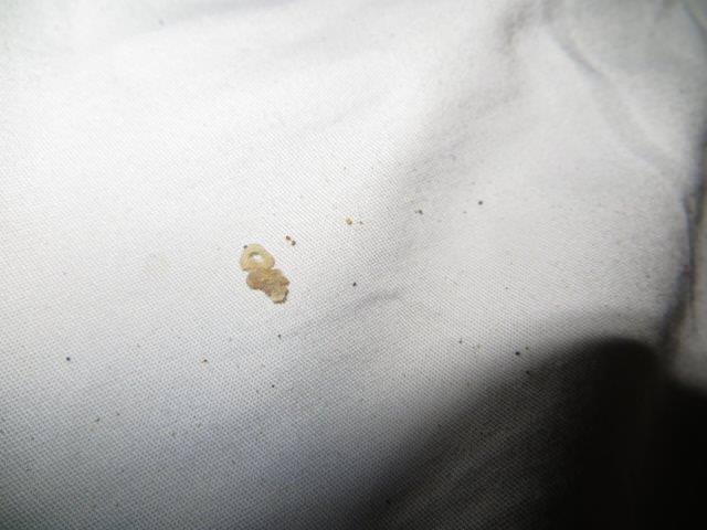 https://indianajo.com/wp-content/uploads/2013/06/Bed-Bug-Eggs.jpg