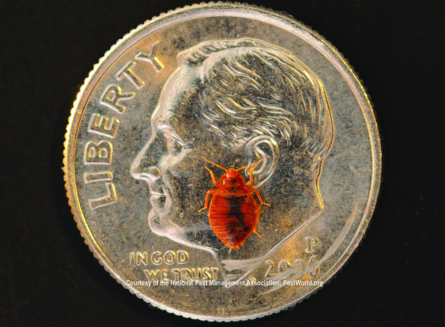 Be Careful About Bed Bugs When You Travel! - Intrastate Services