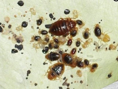 What to Do If You Have Bedbugs