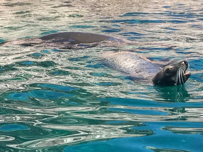 Sea Lion in Water in espiritu santo