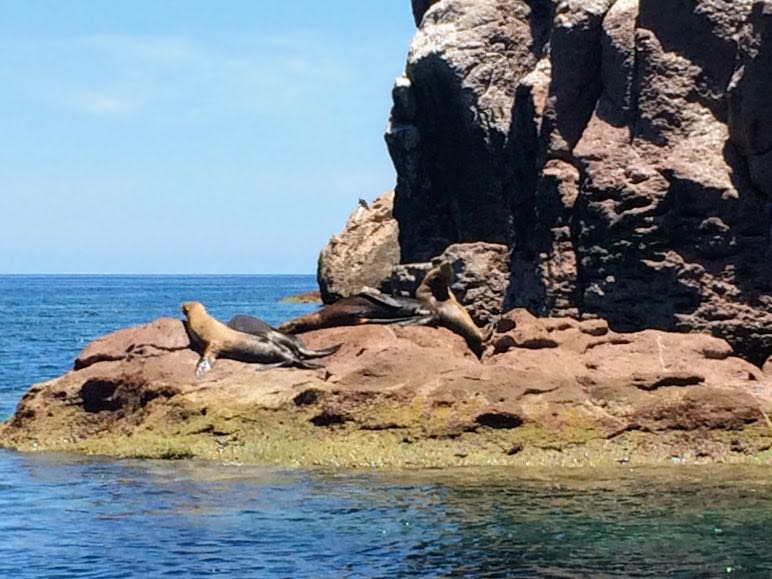 sea lions in the sun