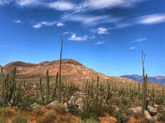 Route 1 scenery with tall cactus and hills with blue sky