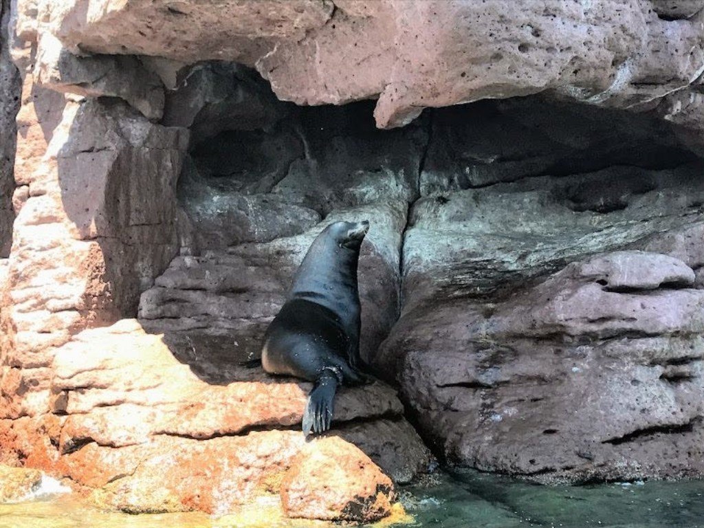 sea lion hiding in shade